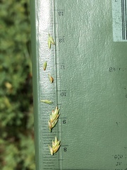 Cyperus × mesochorus