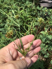Cyperus × mesochorus