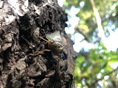 Copidocephala guttata