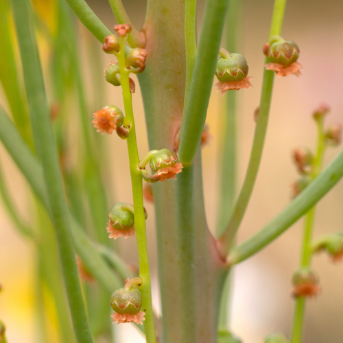 Gyrostemon racemigerus (Gyrostemon racemigerus)