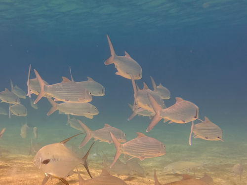 Bonefish (Albula vulpes) — Albulidae — 5