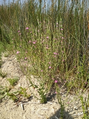 Schenkia spicata