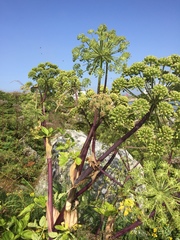 Angelica archangelica litoralis