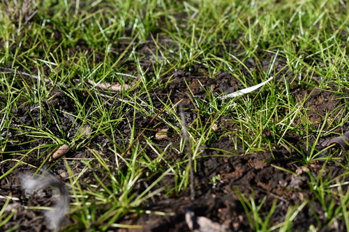 Image of Isoetes piedmontana by (c) Kristály Cravens-Liszak, some rights reserved (CC BY)