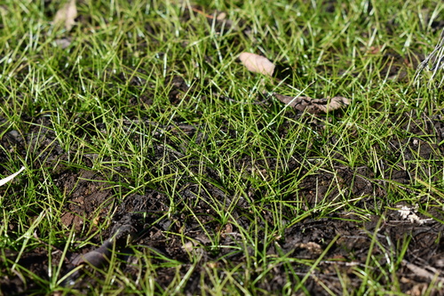 Image of Isoetes piedmontana by (c) Kristály Cravens-Liszak, some rights reserved (CC BY)