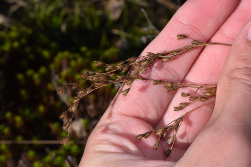 Georgia rush (Juncus georgianus)
