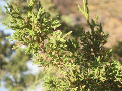 Juniperus coahuilensis