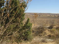 Juniperus coahuilensis