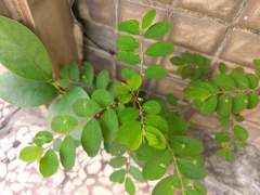 Phyllanthus tenellus