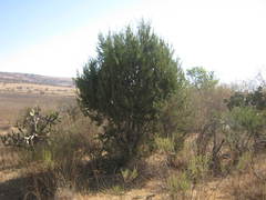 Juniperus coahuilensis