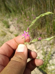 Schenkia spicata