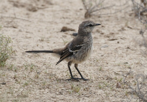 Patagonische spotlijster (Mimus patagonicus)