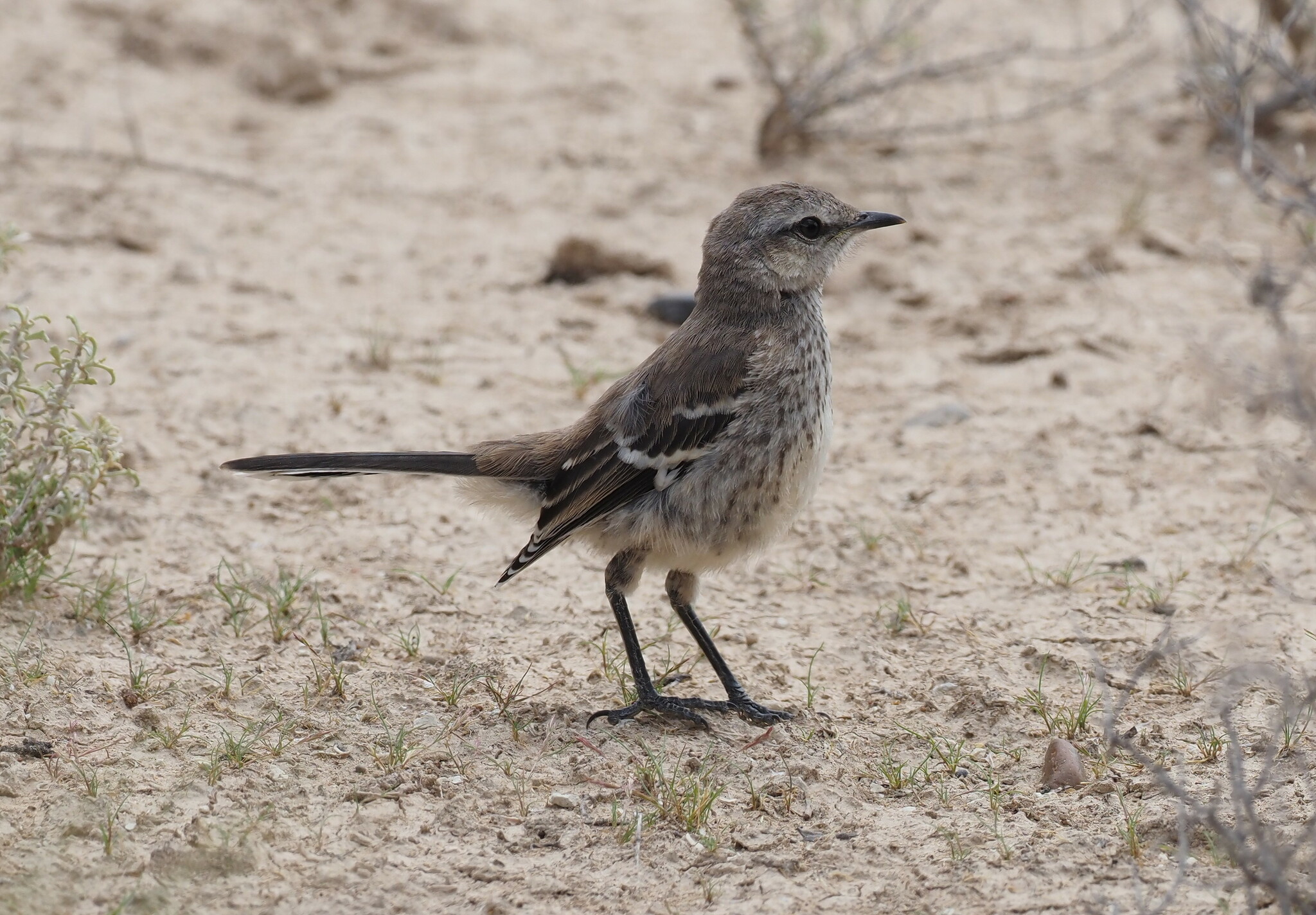 Patagonian Mockingbird (Mimus patagonicus)