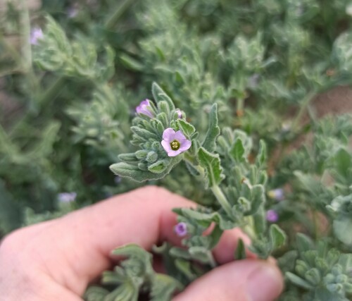Whitewhisker fiddleleaf (Nama undulata)