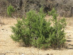 Juniperus coahuilensis
