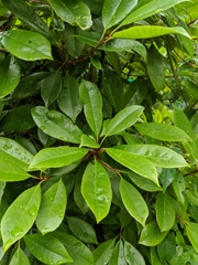 Photinia × fraseri