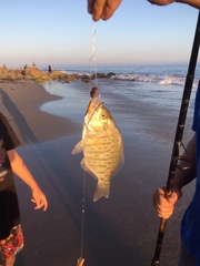 Amphistichus argenteus