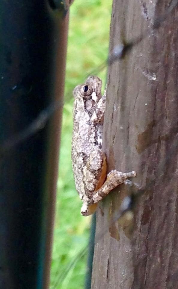 Gray Treefrog Species Complex from Athens, TX, USA on April 22, 2016 at ...