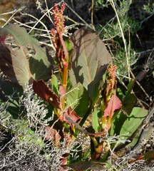 Rumex cordatus