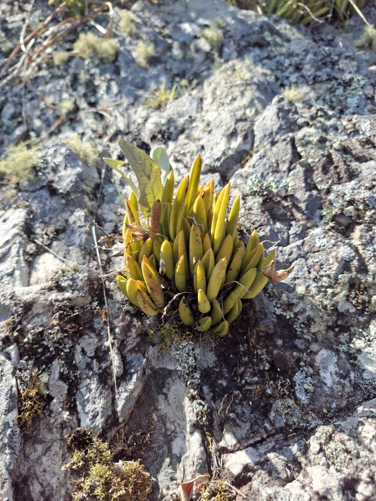 Acianthera ochreata