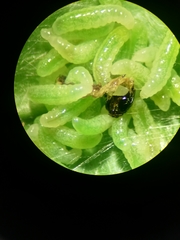 Macrocentrus homonae