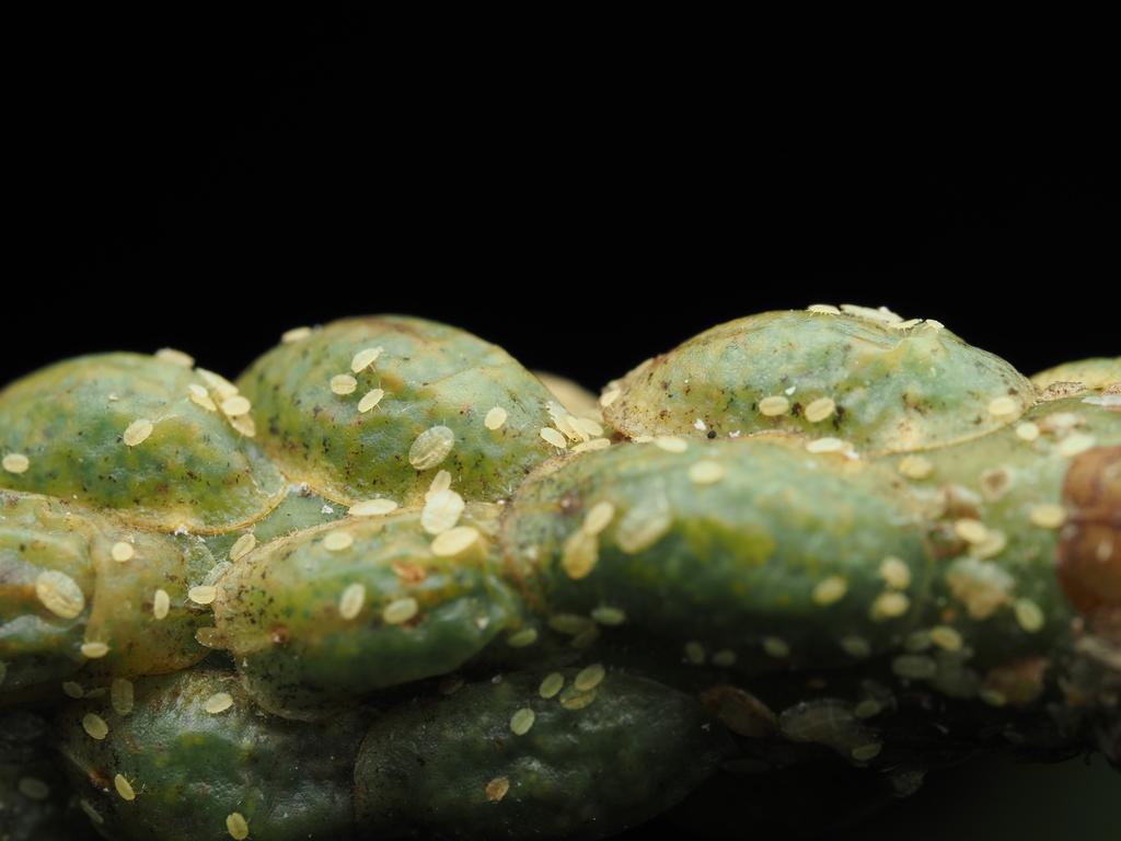 Croton Scale from North Key Largo, FL 33037, USA on December 21, 2024 ...