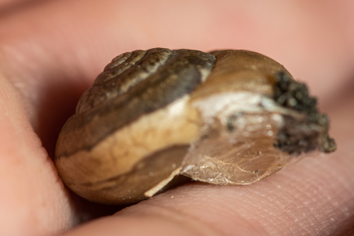 Diplobursa pisiformis