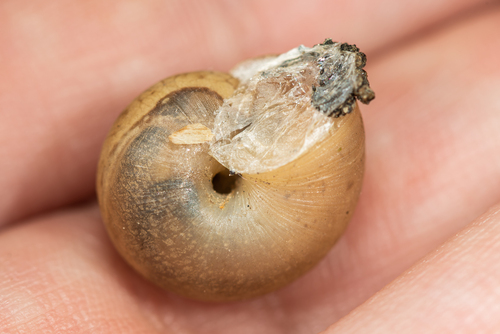 Diplobursa pisiformis