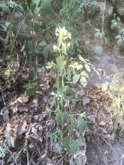 Galeopsis segetum