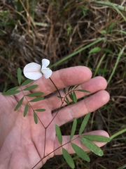 Tephrosia florida