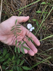 Tephrosia florida