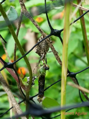 Apateticus lineolatus