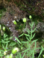 Mononeuria cumberlandensis