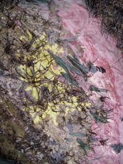 Cladophora rupestris