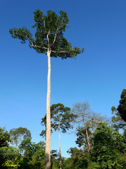 Dryobalanops lanceolata