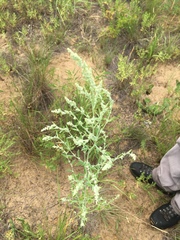 Chenopodium desiccatum