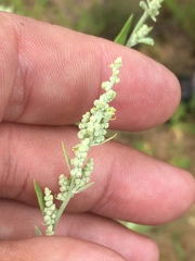 Chenopodium desiccatum