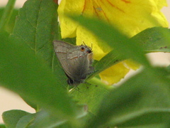 Electrostrymon hugon