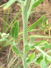Chenopodium desiccatum