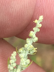 Chenopodium desiccatum