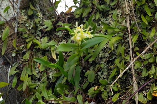Fleshy Star Orchid (Epidendrum boricuarum)
