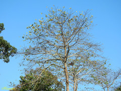 Neolamarckia cadamba