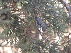 Juniperus coahuilensis