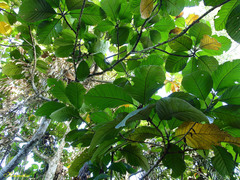 Artocarpus elasticus