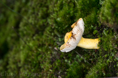 Russula flavida