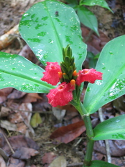 Chamaecostus lanceolatus