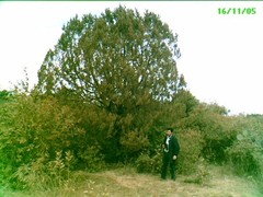 Juniperus coahuilensis