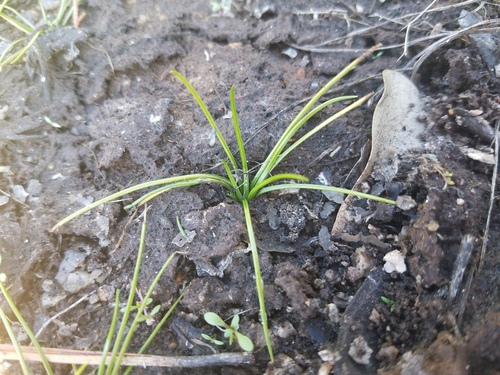 Piedmont Quillwort (Isoetes piedmontana)