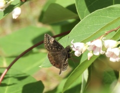 Erynnis lucilius