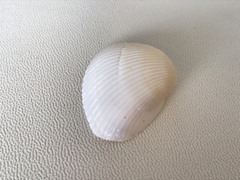 Noetia